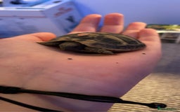 Hermann Tortoise reptiles for sale: hermann tortoise - Image 4