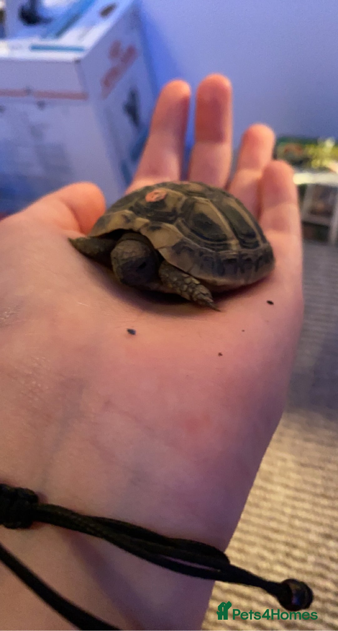 Hermann Tortoise reptiles for sale: hermann tortoise - Image 4