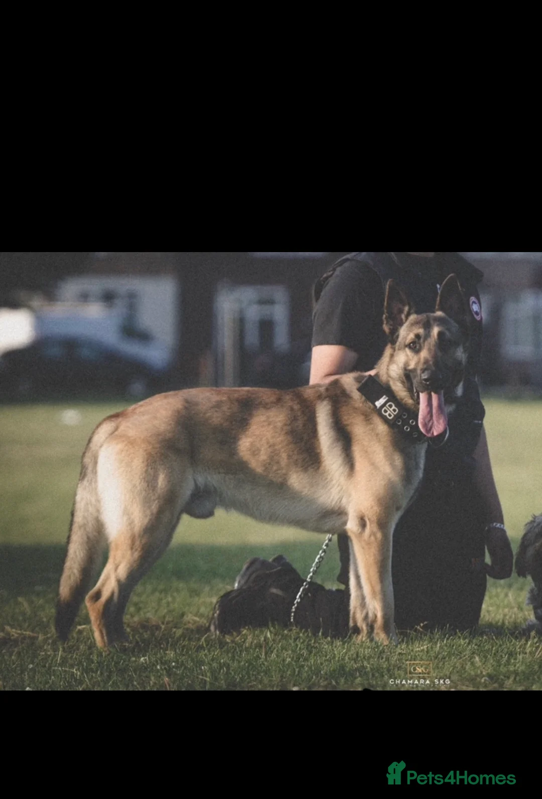 German Shepherd dogs for stud: PROVEN BIG BONED GERMAN SHEPHERD FOR STUD  in Romford - Advert 5