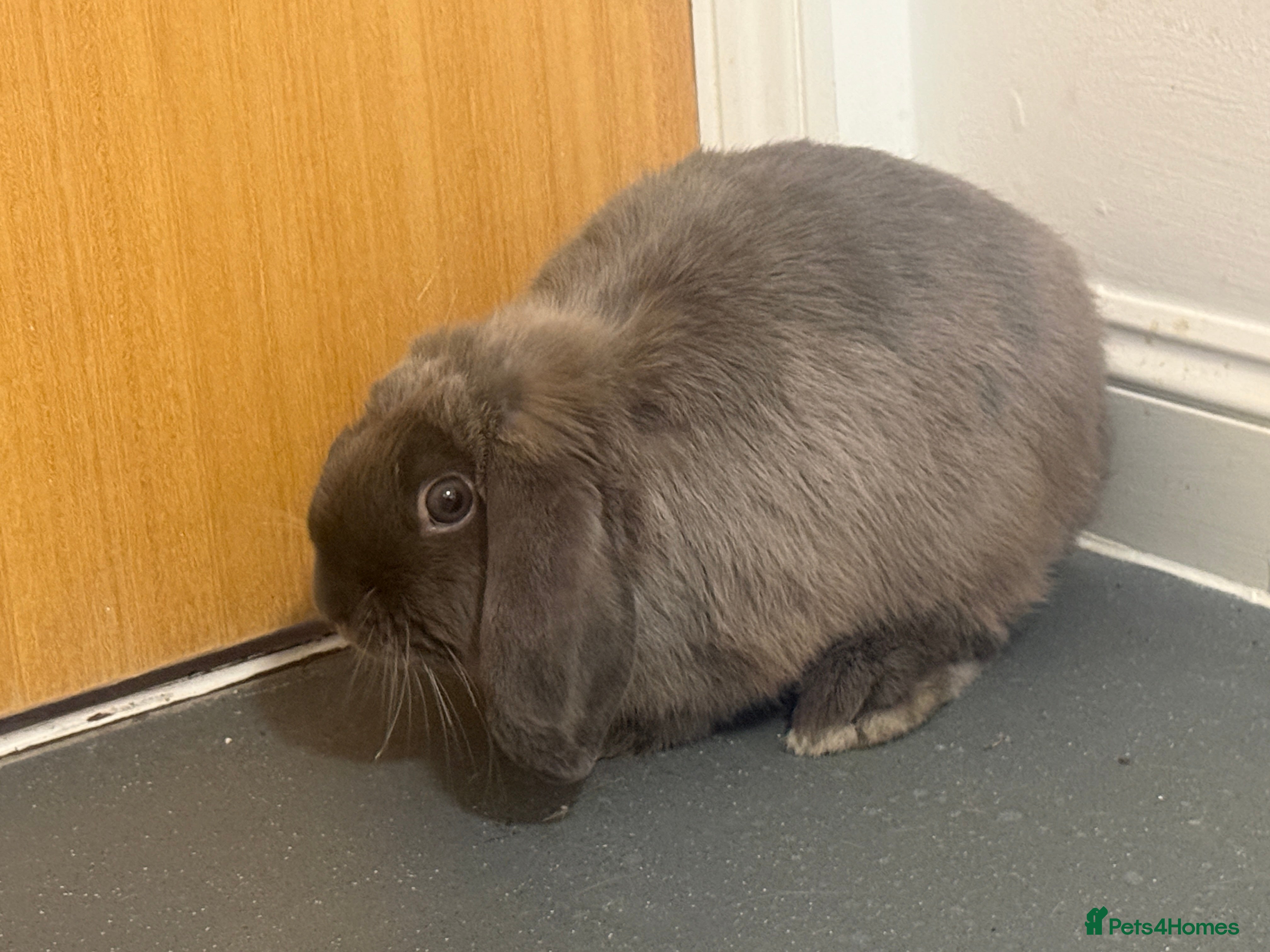 Mini Lop rabbits Rabbit  - Advert 2