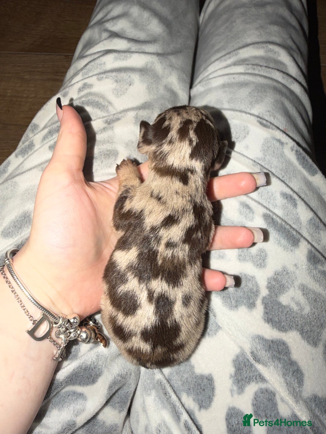 Chiweenie dogs for sale: Chiweenies  - Advert 6