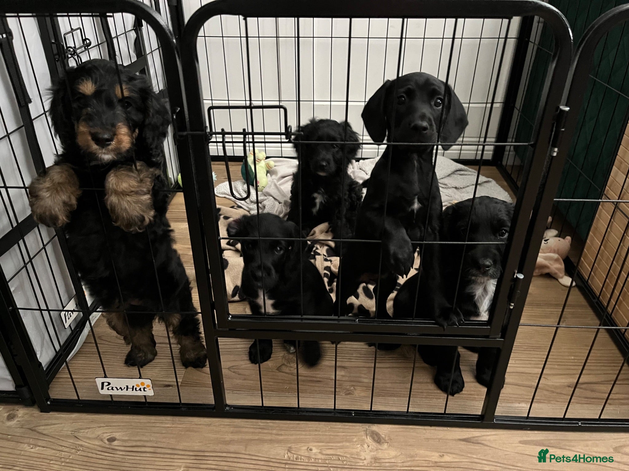 Mixed Breed dogs Cockapoo cross puppies for sale  - Advert 1