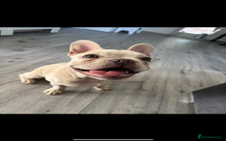 French Bulldog dogs for sale: Frenchbulldog  - Image 3