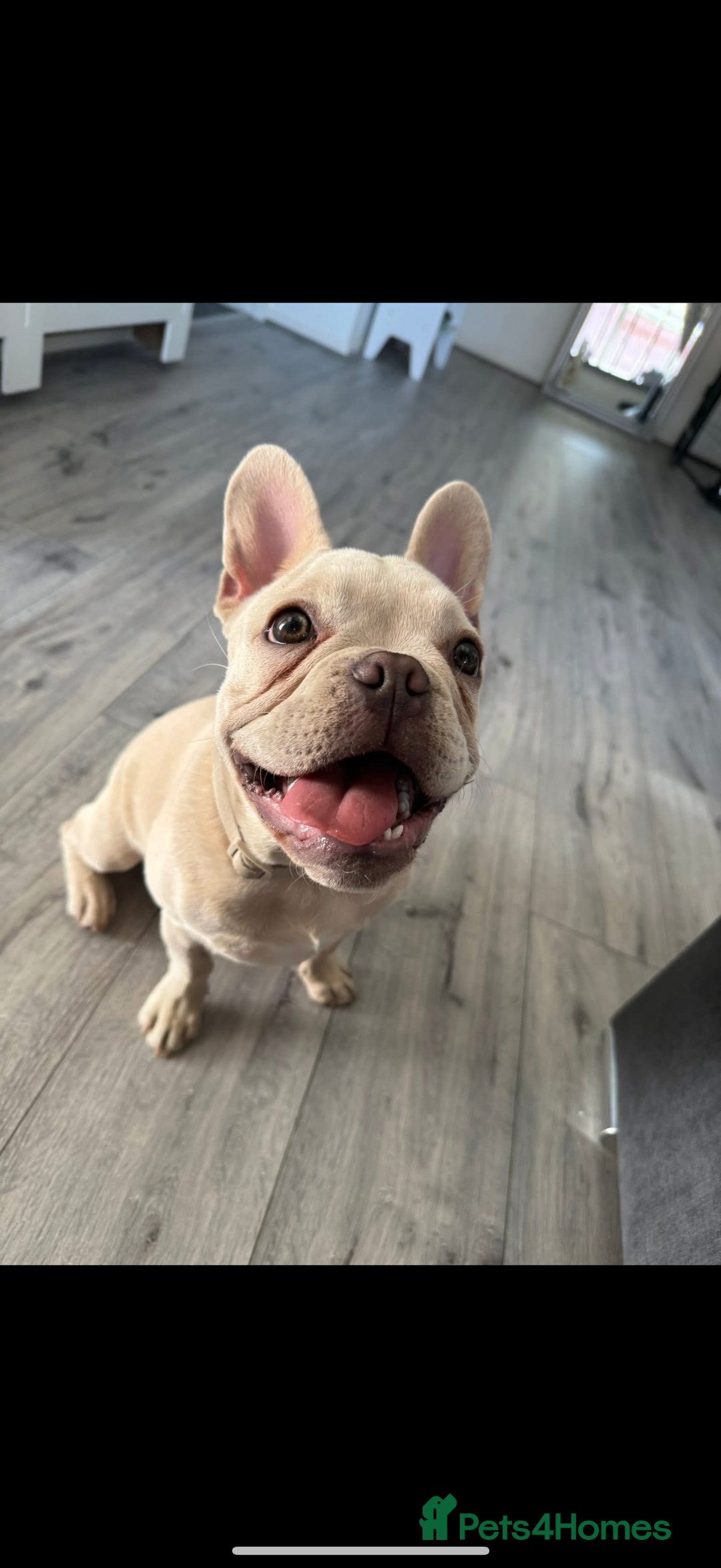 French Bulldog dogs for sale: Frenchbulldog  - Image 3