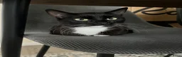 Mixed Breed cats for sale: Female cat for adoption - Advert 1