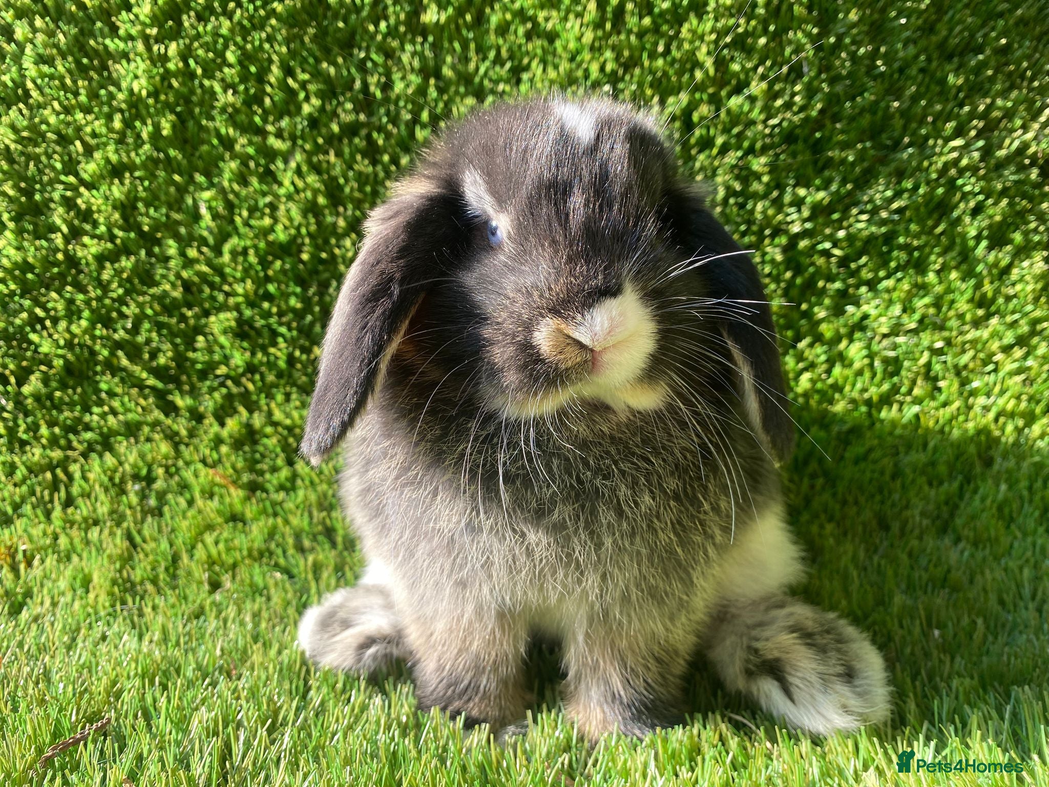 Mini Lion Lop rabbits Mini lops - Advert 2