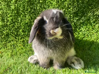 Mini Lion Lop rabbits Mini lops - Advert 3