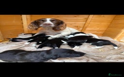 Mixed Breed dogs for sale: Beautiful sprollie puppies  - Image 15