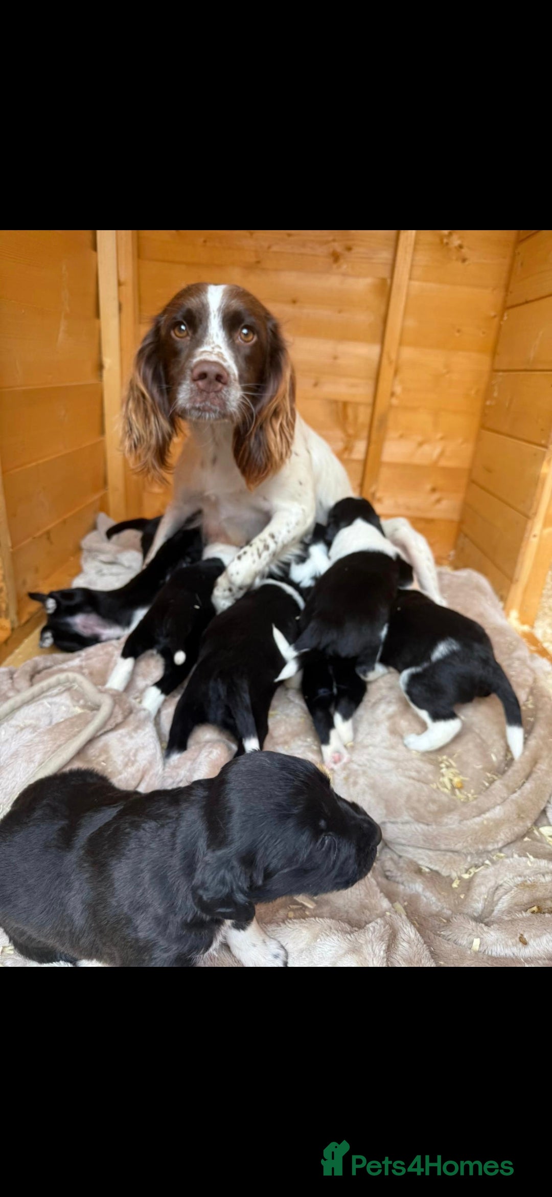 Mixed Breed dogs for sale: Beautiful sprollie puppies  - Image 15