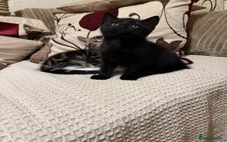 Mixed Breed cats for sale: 3 adorable male kittens  - Image 4