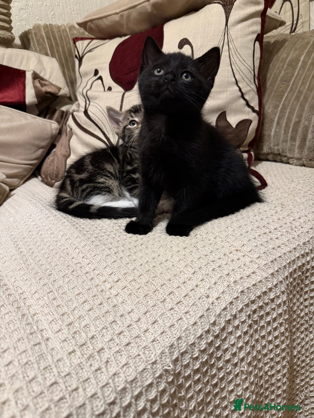 Mixed Breed cats for sale: 3 adorable male kittens  - Image 4