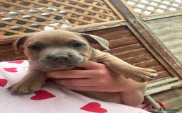 Mixed Breed dogs for sale: Staffy cross Frenchie puppies - Image 16