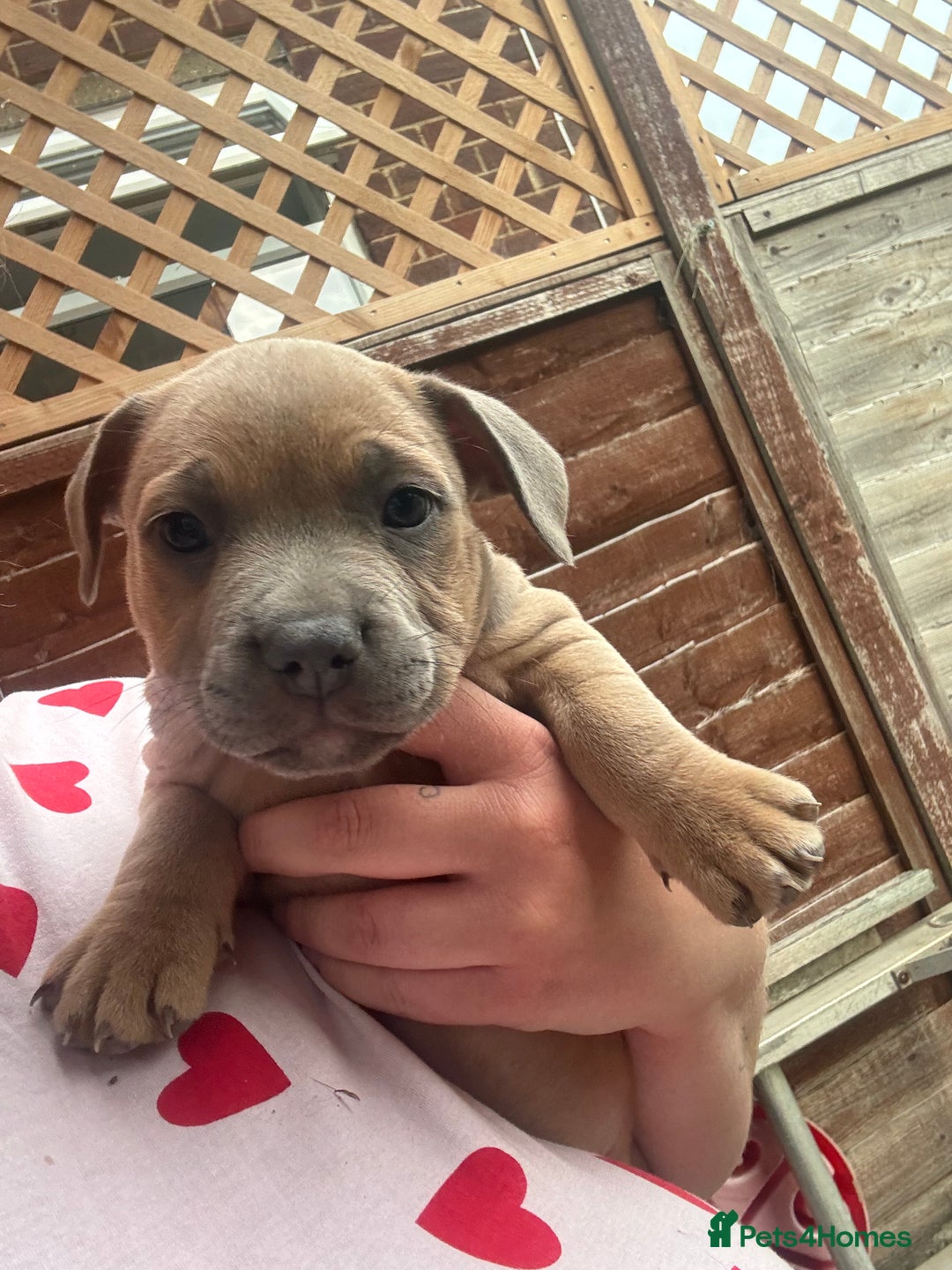 Mixed Breed dogs for sale: Staffy cross Frenchie puppies - Image 16