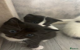 British Shorthair cats for sale: 6 beautiful black and white kittens - Image 5