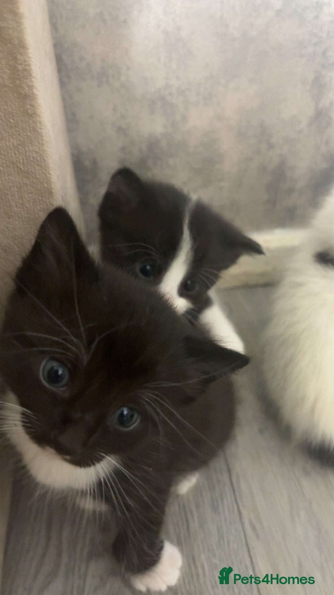 British Shorthair cats for sale: 6 beautiful black and white kittens - Image 5