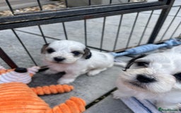 Mixed Breed dogs for sale: Cockapoo x Maltese (Maltipoo) - Image 16