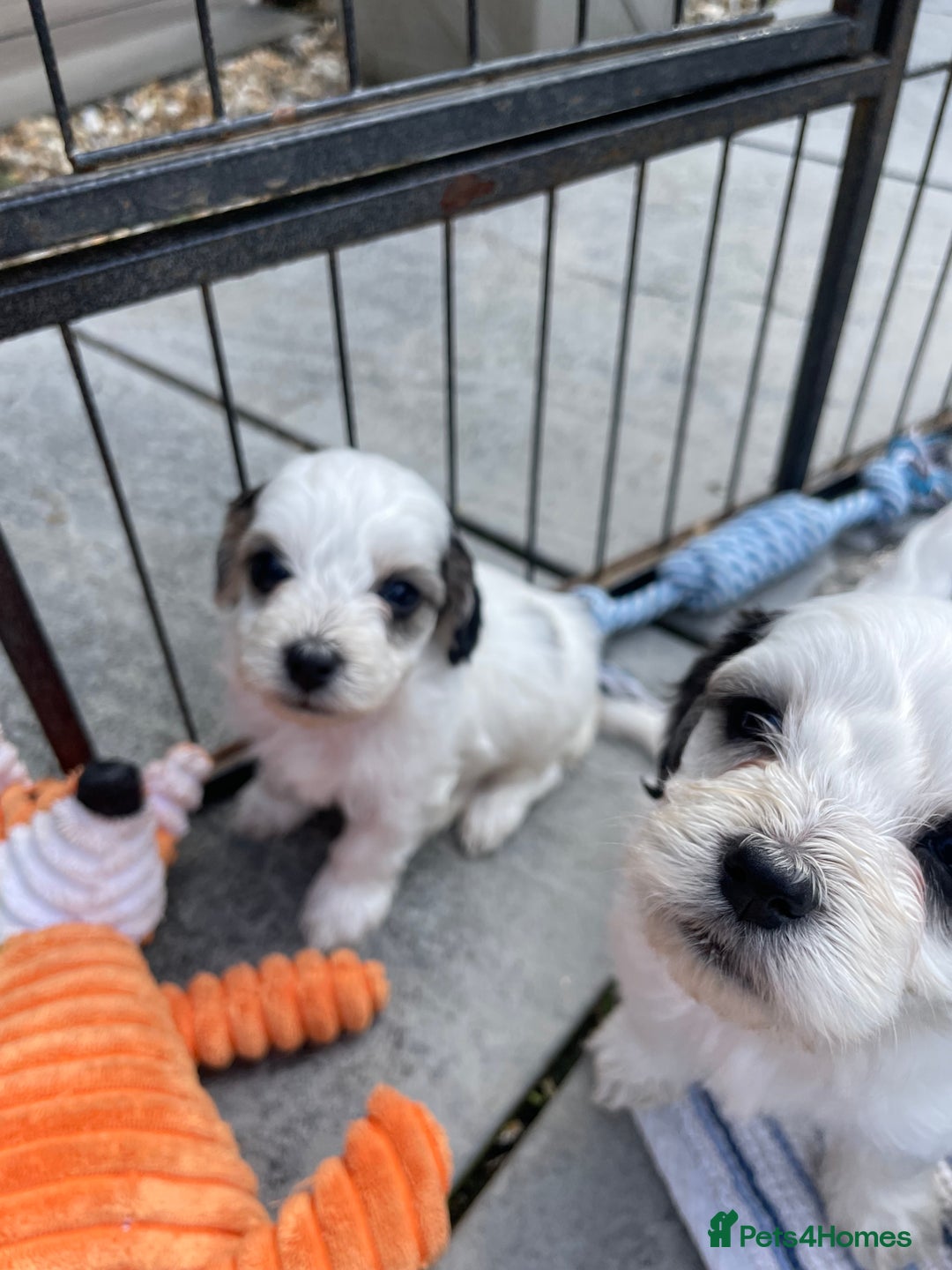 Mixed Breed dogs for sale: Cockapoo x Maltese (Maltipoo) - Image 16