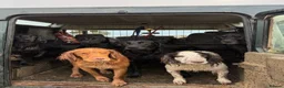 Cocker Spaniel dogs for stud: Milk Hobnob ‘Crumpet’ for Stud  in Bridport - Advert 5
