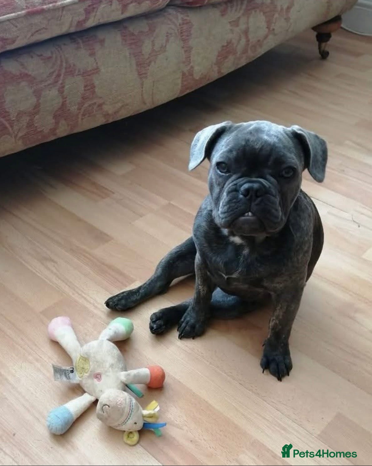 French Bulldog dogs French bulldog male - Advert 1