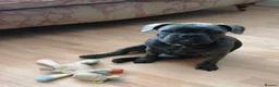 French Bulldog dogs for sale: French bulldog male - Advert 1