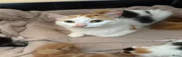 Mixed Breed cats for sale: Beautiful Kittens Looking for Their Forever Homes - Advert 1