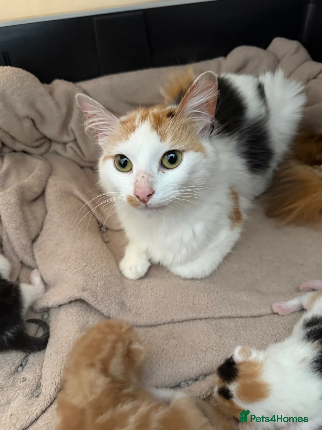 Mixed Breed cats for sale: Beautiful Kittens Looking for Their Forever Homes - Advert 1