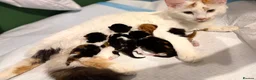 Mixed Breed cats for sale: 3 kittens available  in Cannock - Advert 5