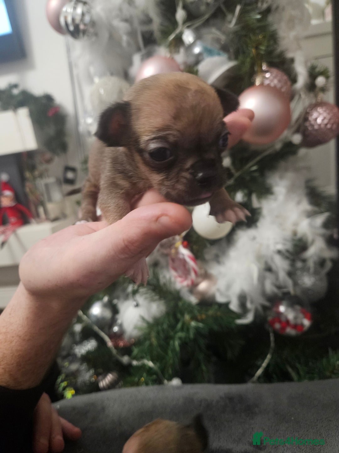 Chihuahua dogs for sale: Adorable Chihuahuas - Advert 9