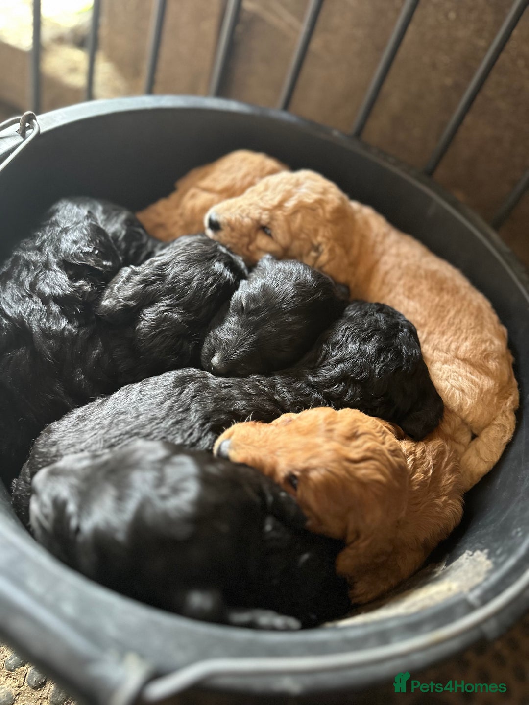 Labradoodle dogs for sale: Miniature Labradoodle Puppies,  - Image 9