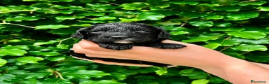 Sproodle Puppy 5