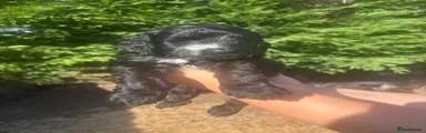 Cockapoo 8