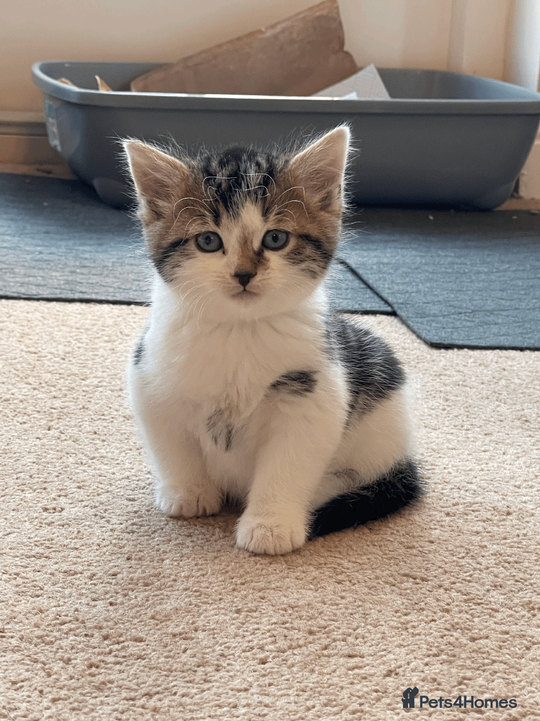 Mixed Breed cats for sale: Beautiful mixed tabby kittens - Image 4