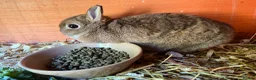 Netherland Dwarf rabbits for sale: Baby and young adult Netherland Dwarfs for sale  - Advert 3