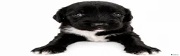 Springador dogs for sale: 3/4 springer 1/4 lab  - Advert 3