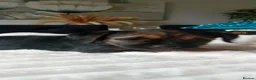 Border Terrier dogs for sale: Boarder terriers pups  in Sunderland - Advert 8
