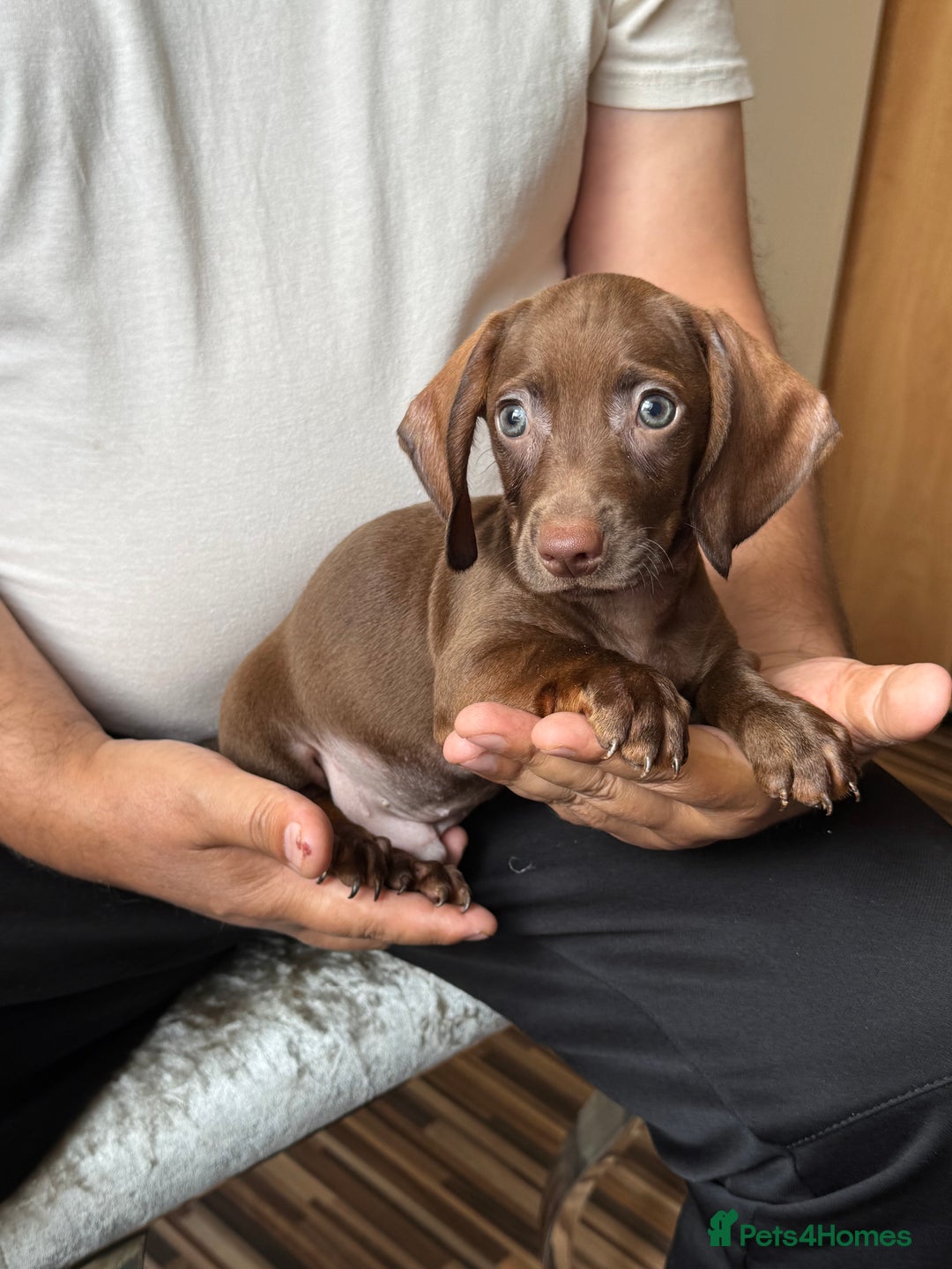 Dachshund dogs for sale: Miniature dachshund puppies  - Image 6
