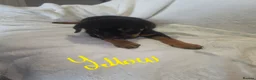 Rottweiler dogs for sale: Rottweiler puppies  READY TO GO  in Newcastle upon Tyne - Advert 15