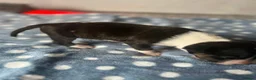 Miniature Bull terrier dogs for sale: Miniature bull terrier puppies  - Advert 4