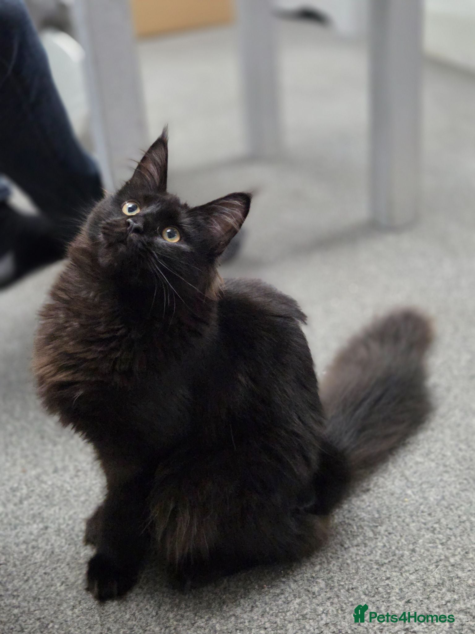 Maine Coon cats Stunning Lady Maine Coon TICA registered  - Advert 2