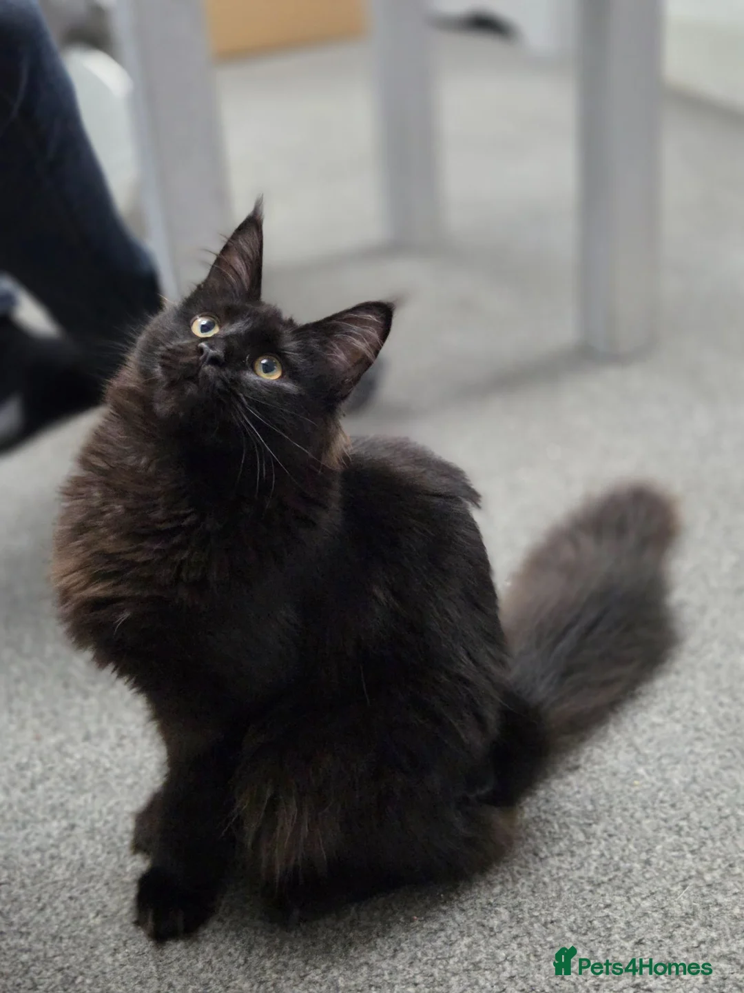 Maine Coon cats for sale: Stunning Lady Maine Coon TICA registered  - Advert 2