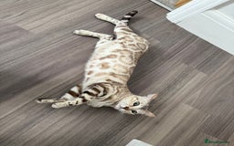 Bengal cats for sale: TICA Reg. Snow Mink Bengal Kitten - 11 Months - Image 13