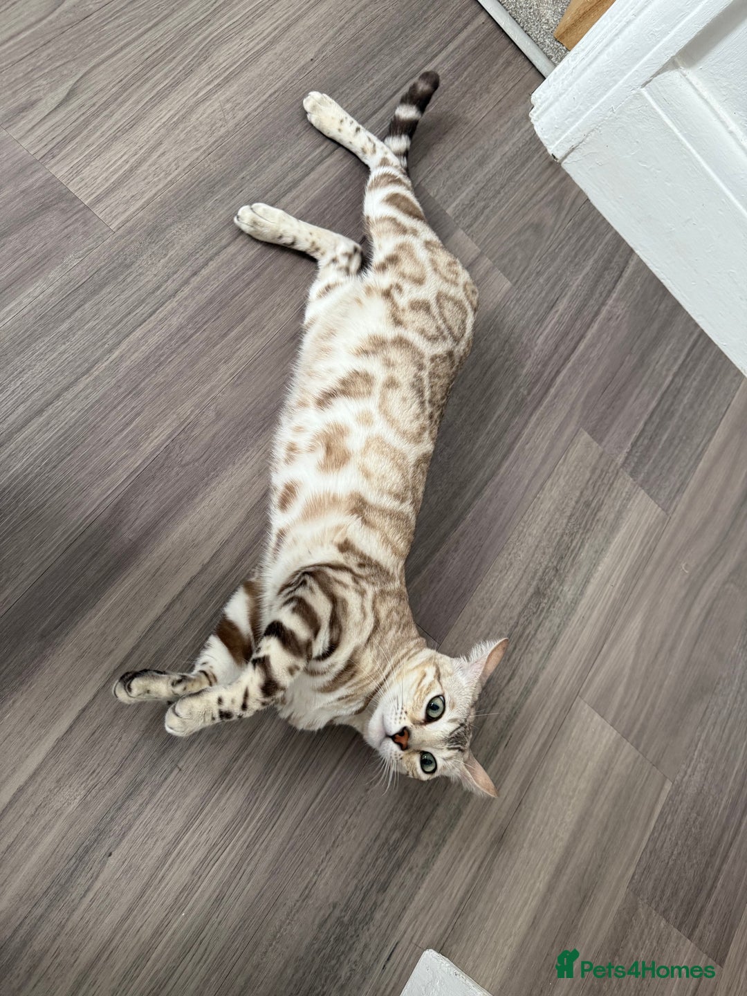 Bengal cats for sale: TICA Reg. Snow Mink Bengal Kitten - 11 Months - Image 13