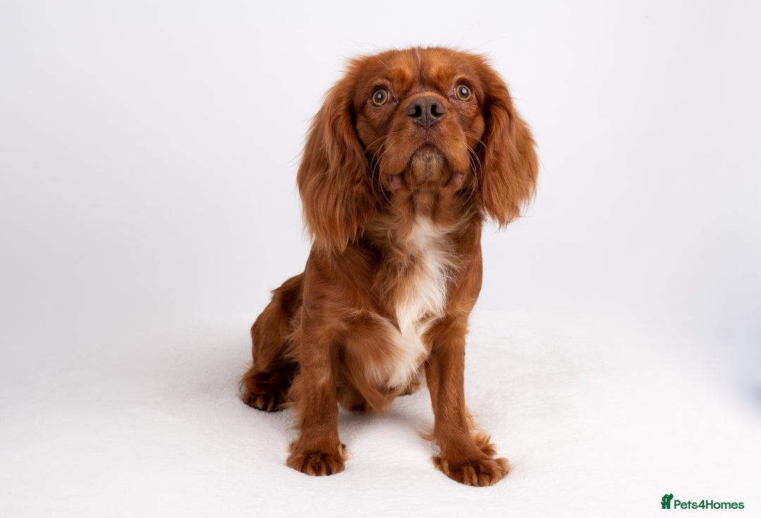 Cavalier King Charles Spaniel dogs for stud: KC REG EXTENSIVELY HEALTH TESTED CHOC RUBY STUD  in Hoddesdon - Image 11
