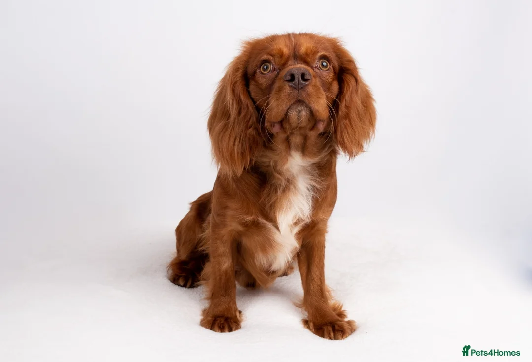 Cavalier King Charles Spaniel dogs for stud: KC REG EXTENSIVELY HEALTH TESTED RUBY STUD  in Hoddesdon - Advert 10