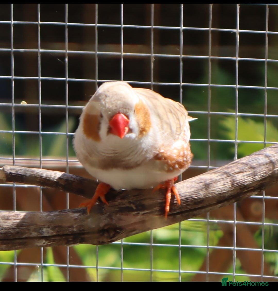 Finches birds Zebra finches Inc pure whites - Advert 16