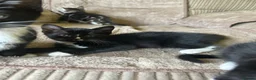 Mixed Breed cats for sale: Cute kittens - Advert 5