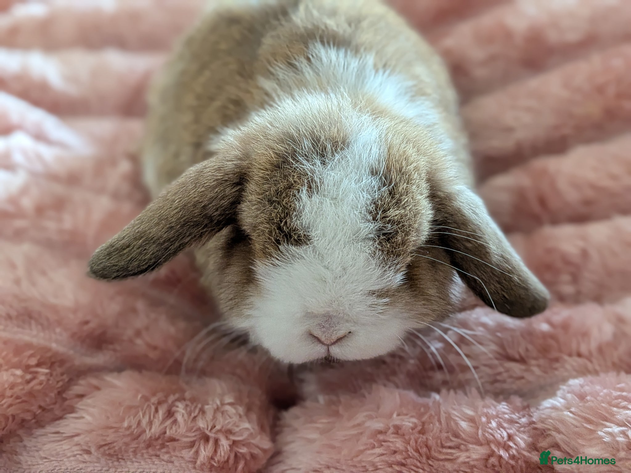 Mini Lop rabbits Mini lops - Advert 14