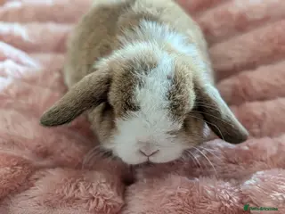 Mini Lop rabbits Mini lops - Advert 14