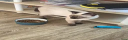 Snowshoe cats for sale: TICA Snowshoe Kitten seeking SPECIAL home - Advert 5