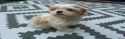 Malshi dogs for sale: Male Malshi - Advert 2